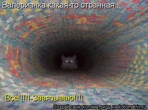 Валерианка какая-то странная....... Все!!!!!-Завязываю!!!!... Котоматрица: Валерианка какая-то странная....... Все!!!!!-Завязываю!!!!