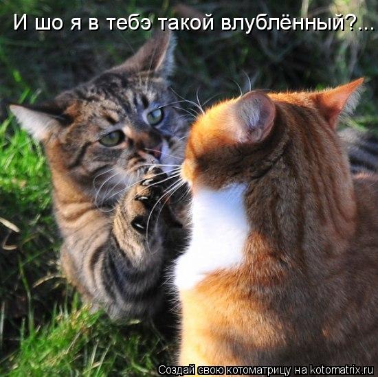 И шо я в тебэ такой влублённый?...... Котоматрица: И шо я в тебэ такой влублённый?...