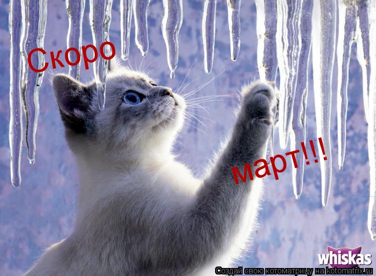 Скоро март!!!... Котоматрица: Скоро март!!!