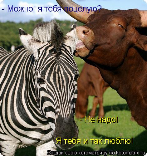 Котоматрица: - Можно, я тебя поцелую?  - Не надо!  Я тебя и так люблю!