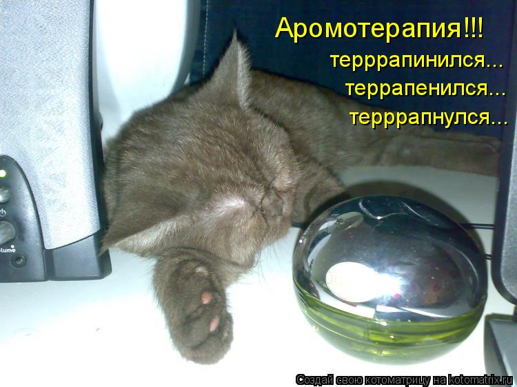 Котоматрица: Аромотерапия!!! терррапинился...  террапенился...  терррапнулся...