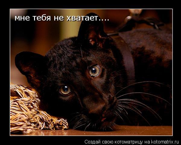 мне тебя не хватает....... Котоматрица: мне тебя не хватает....