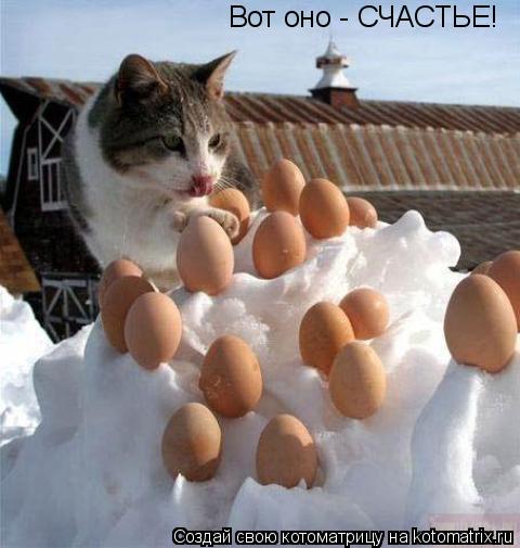 Вот оно - СЧАСТЬЕ!... Котоматрица: Вот оно - СЧАСТЬЕ!