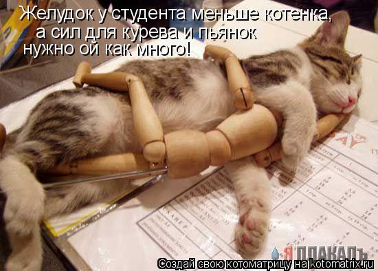 Котоматрица: Желудок у студента меньше котенка,  а сил для курева и пьянок  нужно ой как много!