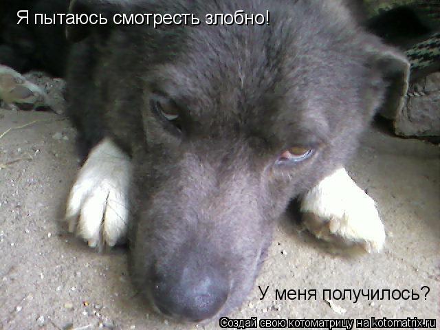 Котоматрица: Я пытаюсь смотресть злобно! У меня получилось?