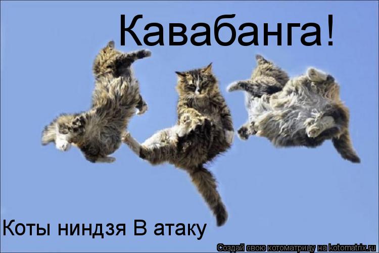 Котоматрица: Кавабанга! Коты ниндзя В атаку