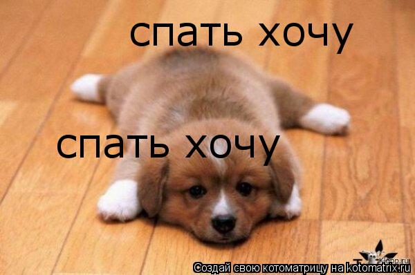 Котоматрица: спать хочу спать хочу