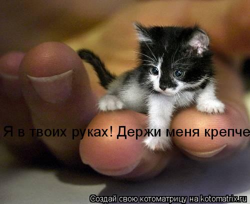 Котоматрица: Я в твоих руках! Держи меня крепче...