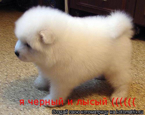 Котоматрица: я черный и лысый ((((((