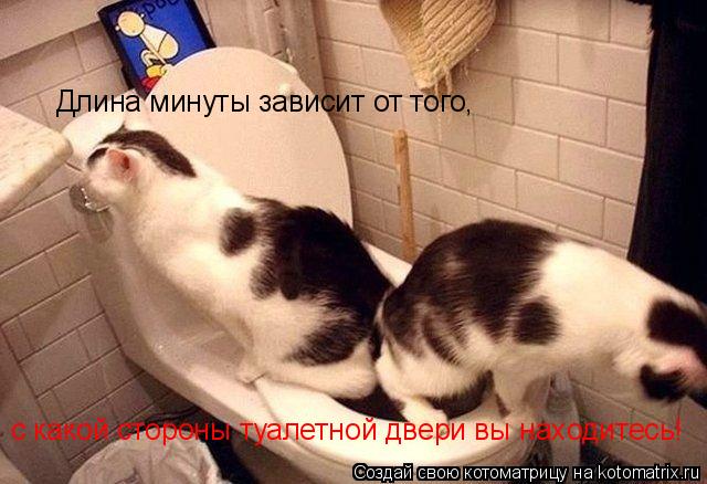 Котоматрица: Длина минуты зависит от того, с какой стороны туалетной двери вы находитесь!