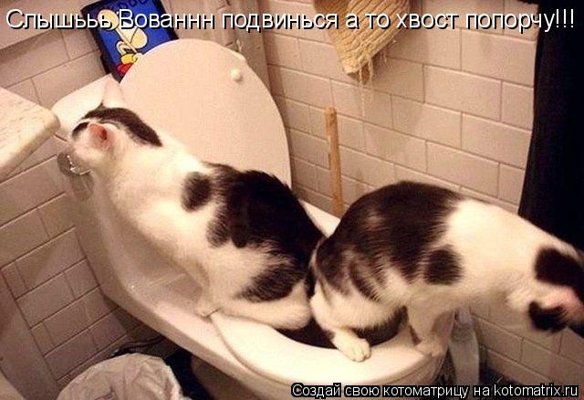 Котоматрица: Слышььь Вованнн подвинься а то хвост попорчу!!!
