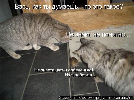 Вась, как ты думаешь, что это такое? Не знаю, не понятно... Не знаете, вот и славненько! Ну я побежал... Котоматрица: Вась, как ты думаешь, что это такое? Не знаю, не понятно... Не знаете, вот и славненько! Ну я побежал...