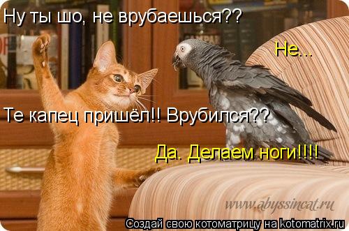 Ну ты шо, не врубаешься?? Не... Те капец пришёл!! Врубился?? Да. Делаем ноги!!!!... Котоматрица: Ну ты шо, не врубаешься?? Не... Те капец пришёл!! Врубился?? Да. Делаем ноги!!!!