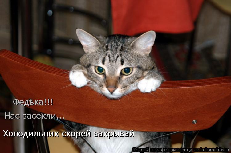Котоматрица: Федька!!! Нас засекли... Холодильник скорей закрывай