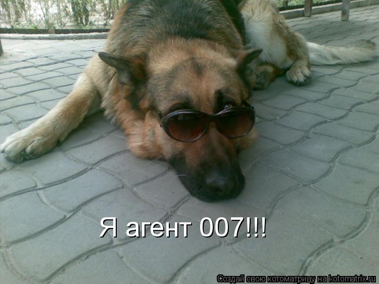 Котоматрица: Я агент 007!!!