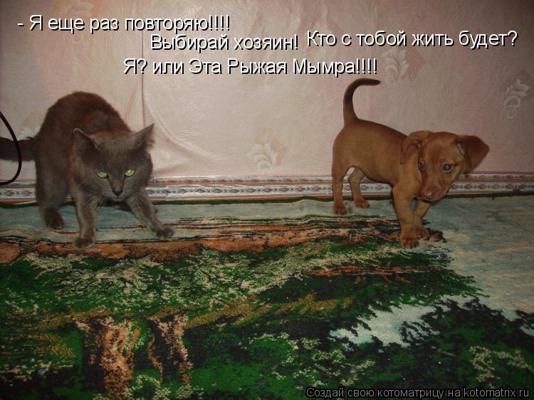 - Я еще раз повторяю!!!! Выбирай хозяин! Кто с тобой жить будет? Я? или Эта Рыжая Мымра!!!!... Котоматрица: - Я еще раз повторяю!!!! Выбирай хозяин! Кто с тобой жить будет? Я? или Эта Рыжая Мымра!!!!