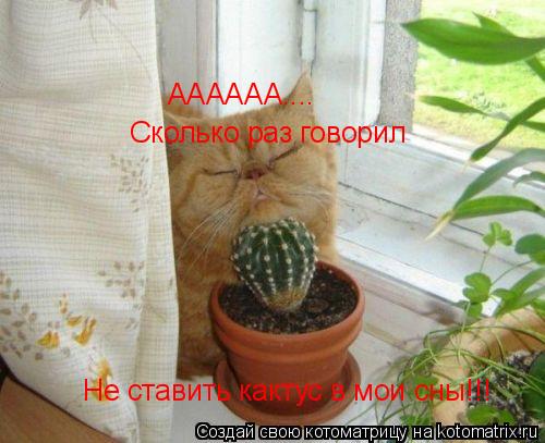 Котоматрица: АААААА.... Сколько раз говорил Не ставить кактус в мои сны!!!