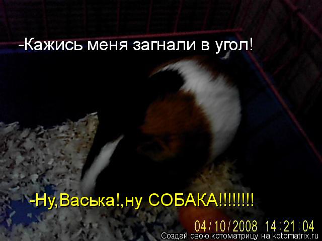 Котоматрица: -Ну,Васька!,ну СОБАКА!!!!!!!! -Кажись меня загнали в угол!
