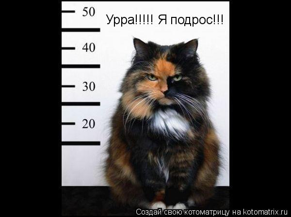 Урра!!!!! Я подрос!!!... Котоматрица: Урра!!!!! Я подрос!!!
