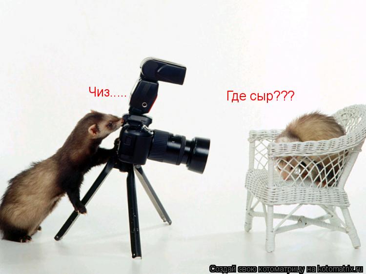 Чиз..... Где сыр???... Котоматрица: Чиз..... Где сыр???