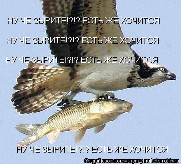 НУ ЧЕ ЗЫРИТЕ!?!? ЕСТЬ ЖЕ ХОЧИТСЯ НУ ЧЕ ЗЫРИТЕ!?!? ЕСТЬ ЖЕ ХОЧИТСЯ НУ ЧЕ ЗЫРИТЕ!?!? ЕСТЬ ЖЕ ХОЧИТСЯ НУ... Котоматрица: НУ ЧЕ ЗЫРИТЕ!?!? ЕСТЬ ЖЕ ХОЧИТСЯ НУ ЧЕ ЗЫРИТЕ!?!? ЕСТЬ ЖЕ ХОЧИТСЯ НУ ЧЕ ЗЫРИТЕ!?!? ЕСТЬ ЖЕ ХОЧИТСЯ НУ ЧЕ ЗЫРИТЕ!?!? ЕСТЬ ЖЕ ХОЧИТСЯ