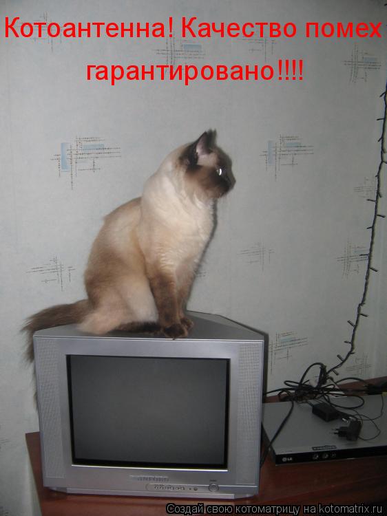 Котоматрица: Котоантенна! Качество помех гарантировано!!!!