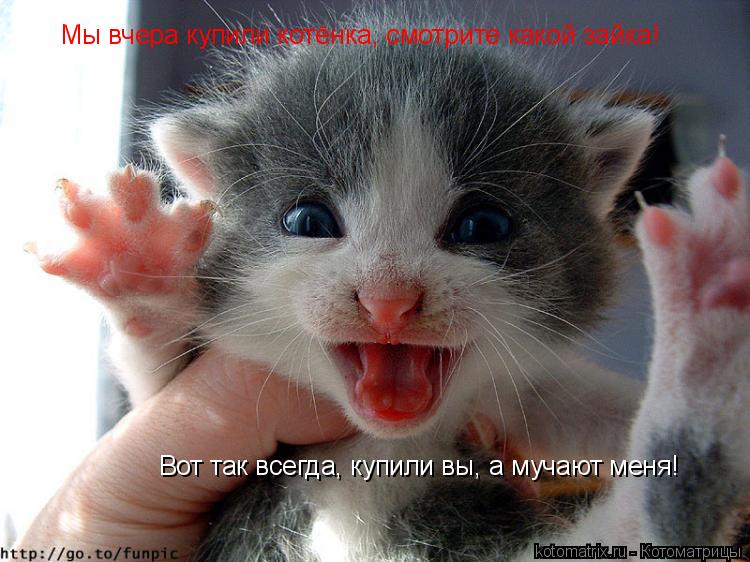 Мы вчера купили котёнка, смотрите какой зайка! Вот так всегда, купили вы, а мучают меня!... Котоматрица: Мы вчера купили котёнка, смотрите какой зайка! Вот так всегда, купили вы, а мучают меня!
