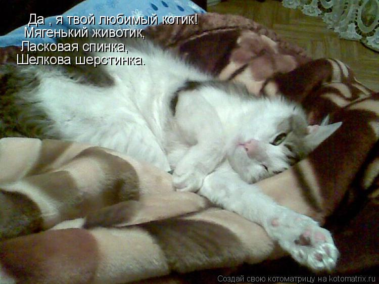 Котоматрица: Да , я твой любимый котик! Мягенький животик, Ласковая спинка, Ласковая спинка, Шелкова шерстинка.