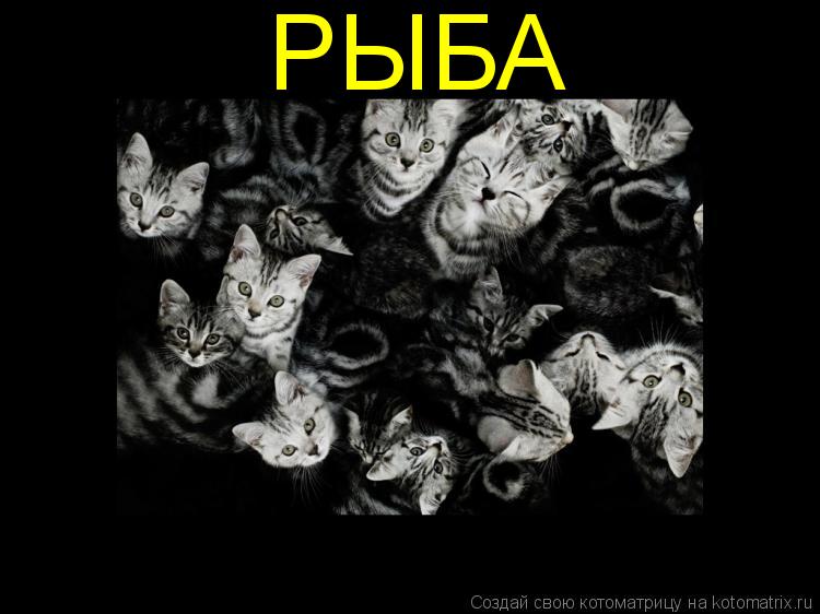 РЫБА... Котоматрица: РЫБА