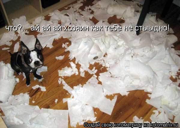 Котоматрица: что?... ай ай ай хозяин как тебе не стыыдно!