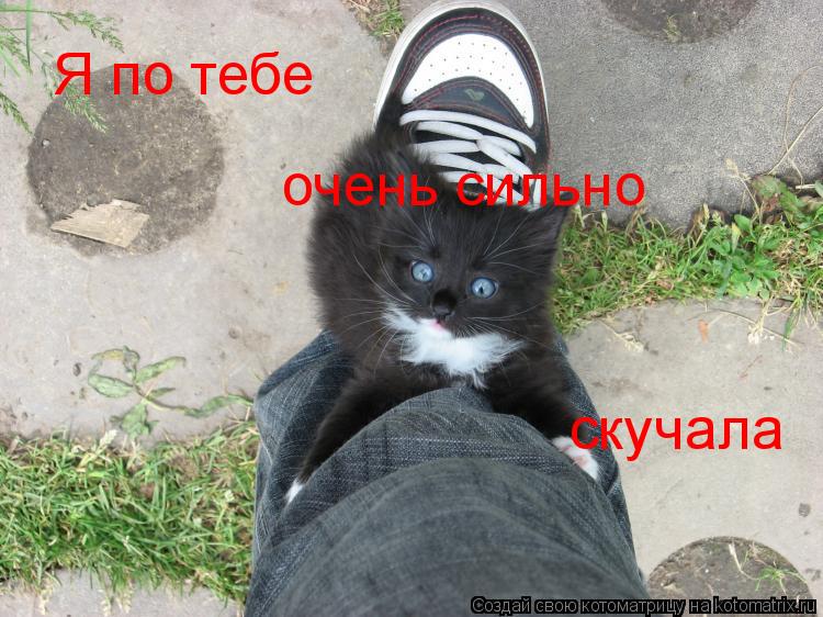 Котоматрица: Я по тебе  очень сильно скучала