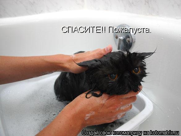 Котоматрица: СПАСИТЕ!! Пожалуста.