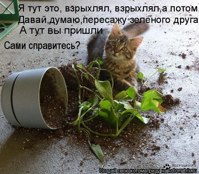А тут вы пришли Я тут это, взрыхлял, взрыхлял,а потом, Давай,думаю,пересажу зеленого друга, Сами спра... Котоматрица: А тут вы пришли Я тут это, взрыхлял, взрыхлял,а потом, Давай,думаю,пересажу зеленого друга, Сами справитесь?