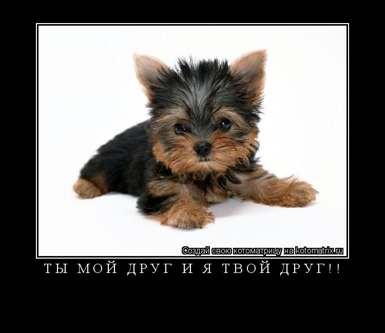 Котоматрица: Т Ы   М О Й   Д Р У Г   И   Я   Т В О Й   Д Р У Г ! ! 