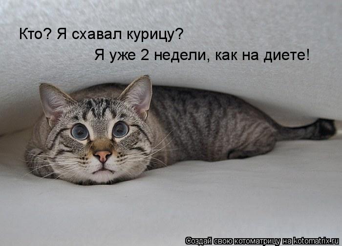 Котоматрица: Кто? Я схавал курицу?  Я уже 2 недели, как на диете!