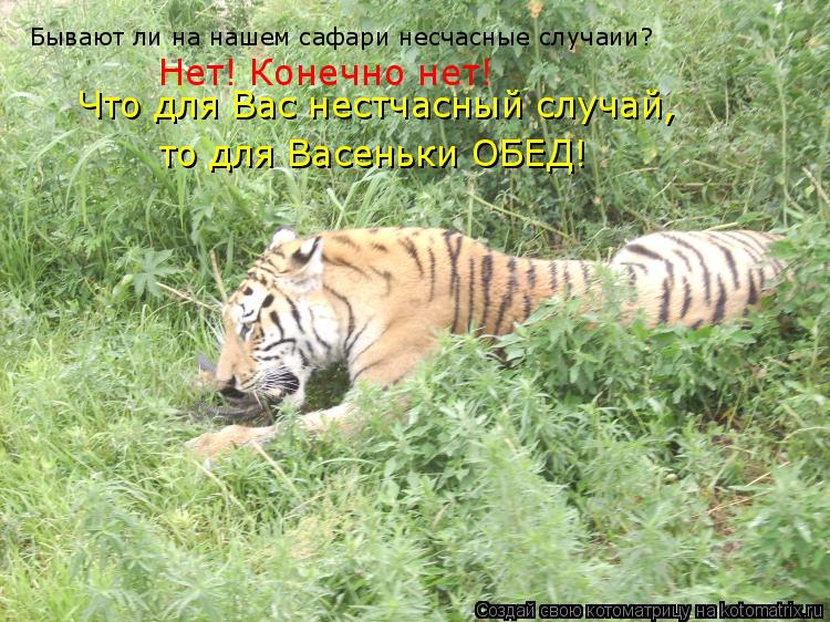 Котоматрица: Бывают ли на нашем сафари несчасные случаии? Нет! Конечно нет! Что для Вас нестчасный случай,  то для Васеньки ОБЕД!