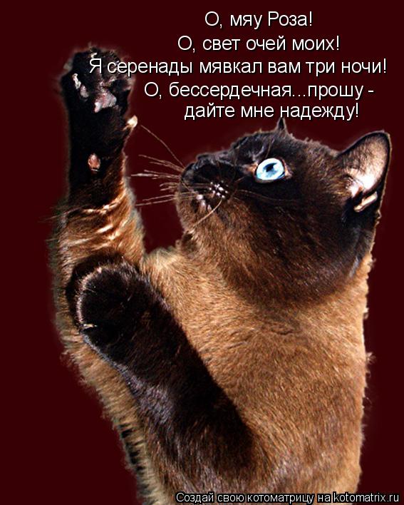 О, мяу Роза! О, свет очей моих! Я серенады мявкал вам три ночи! О, бессердечная...прошу - дайте мне н... Котоматрица: О, мяу Роза! О, свет очей моих! Я серенады мявкал вам три ночи! О, бессердечная...прошу - дайте мне надежду!