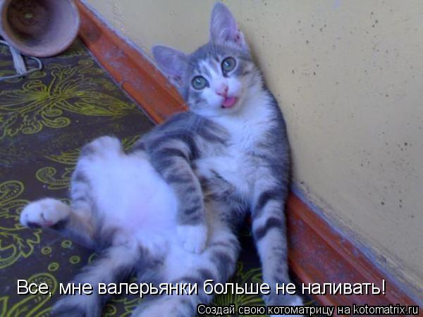 Все, мне валерьянки больше не наливать!... Котоматрица: Все, мне валерьянки больше не наливать!