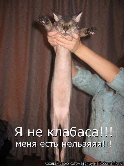 Я не клабаса!!! меня есть нельзяяя!!!... Котоматрица: Я не клабаса!!! меня есть нельзяяя!!!