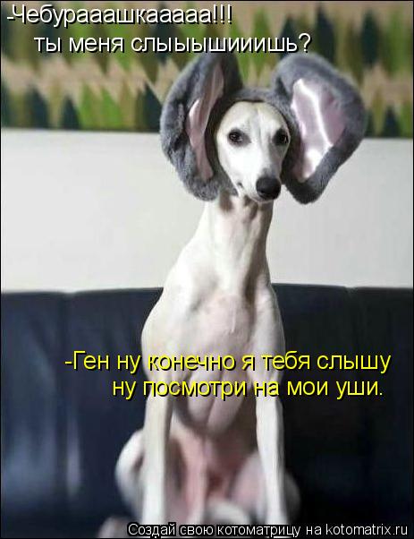 Чебурааашкааааа!!! ты меня слыыышииишь? -Ген ну конечно я тебя слышу ну посмотри на мои уши. -... Котоматрица: Чебурааашкааааа!!! ты меня слыыышииишь? -Ген ну конечно я тебя слышу ну посмотри на мои уши. -