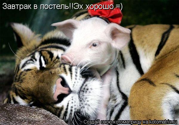 Котоматрица: Завтрак в постель!!Эх хорошо =)