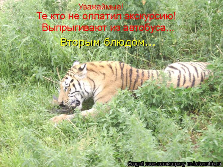 Котоматрица: Уважаймые! Те кто не оплатил экскурсию! Выпрыгивают из автобуса... Вторым блюдом...