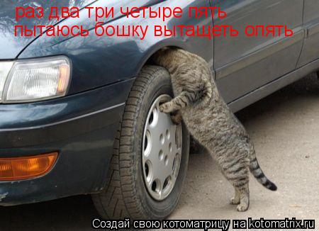Котоматрица: раз два три четыре пять  пытаюсь бошку вытащеть опять