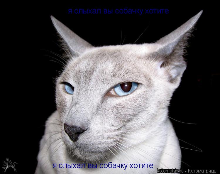 Котоматрица: я слыхал вы собачку хотите я слыхал вы собачку хотите