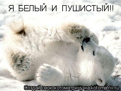 Котоматрица: Я  БЕЛЫЙ  И  ПУШИСТЫЙ!!