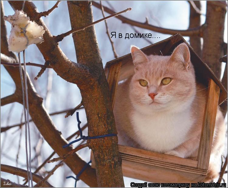 Я в домике....... Котоматрица: Я в домике....