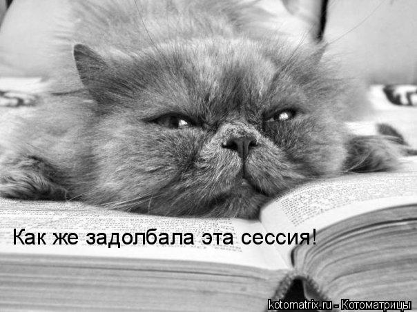 Котоматрица: Как же задолбала эта сессия!