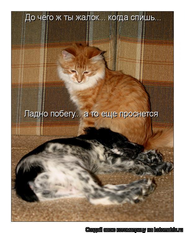 Котоматрица: До чего ж ты жалок... когда спишь... До чего ж ты жалок... когда спишь... Ладно побегу... а то еще проснется