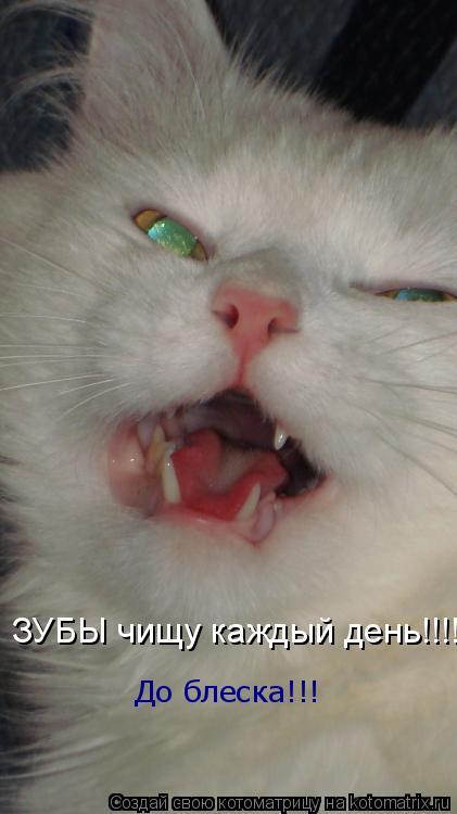Котоматрица: ЗУБЫ чищу каждый день!!!! До блеска!!!