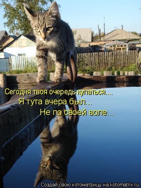 Котоматрица: Сегодня твоя очередь купаться....  Я тута вчера был... Не по своей воле...